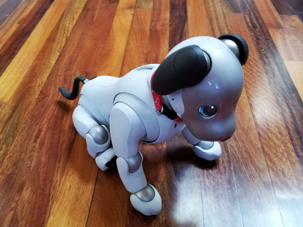 aibo