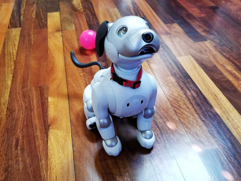 aibo
